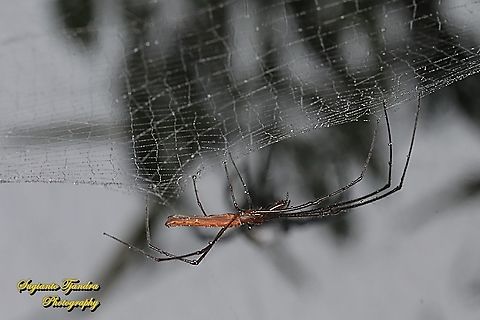 Long-jawed orb-weaver,  Tetragnatha, family Tetragnathidae  Geotagged,Indonesia,Spring