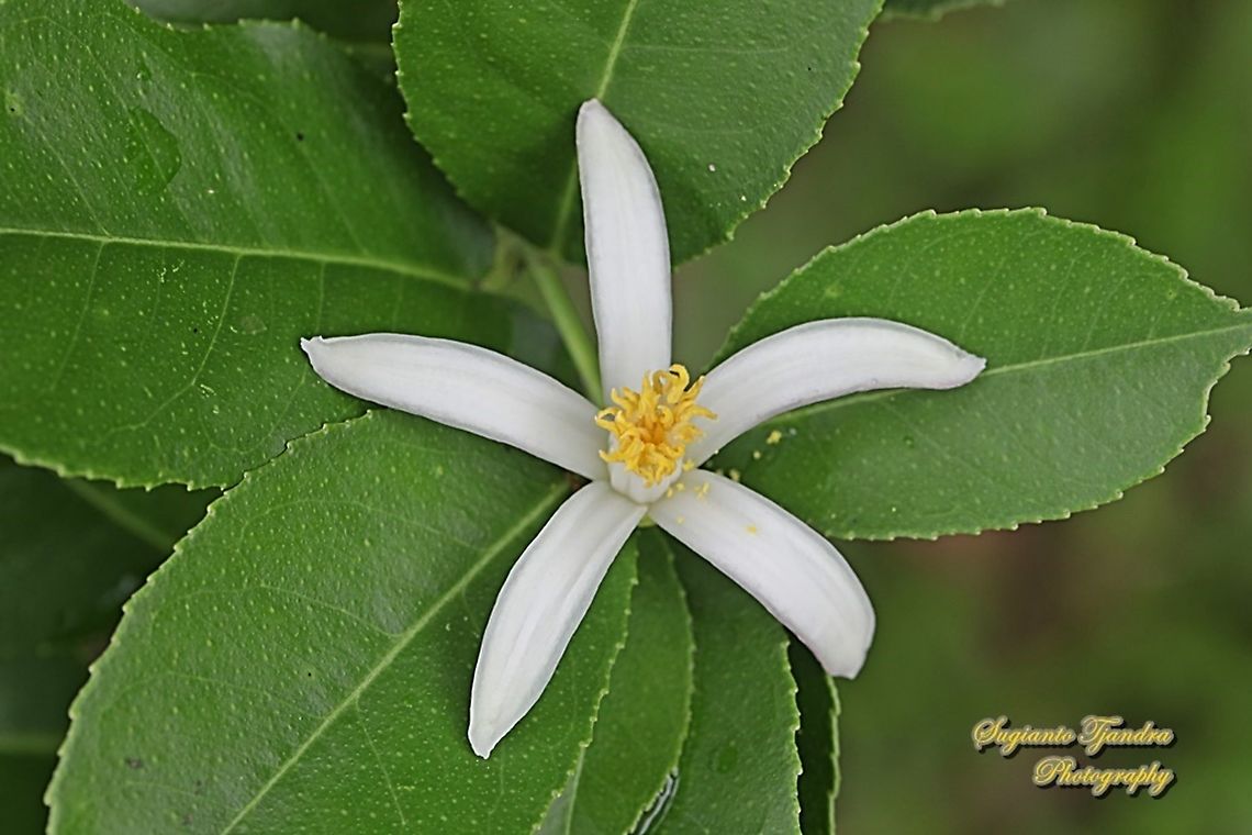 Citrus flower  Geotagged,Indonesia,Spring