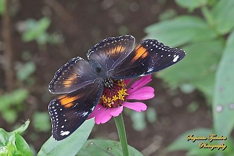 Jacintha Eggfly, Hypolimnas bolina jacintha - female "sucking nectar on th Zinnia flower"  Geotagged,Great eggfly,Hypolimnas bolina,Indonesia,Spring