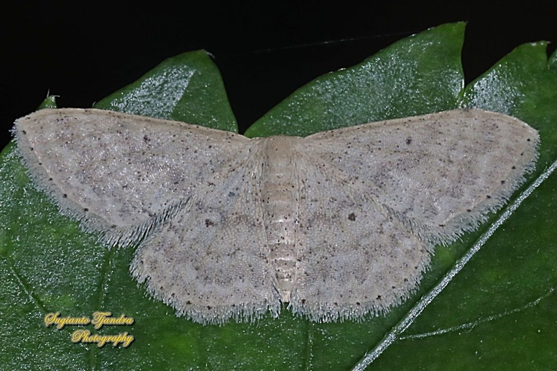 Scopula moth, family Geometridae  Geotagged,Indonesia,Spring