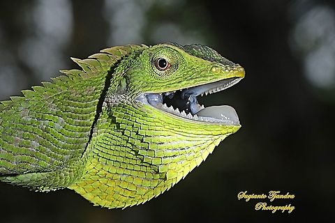 Green Crested Lizard, Bronchocela cristatella, Agamidae  Bronchocela cristatella,Geotagged,Green Crested Lizard,Indonesia,Spring