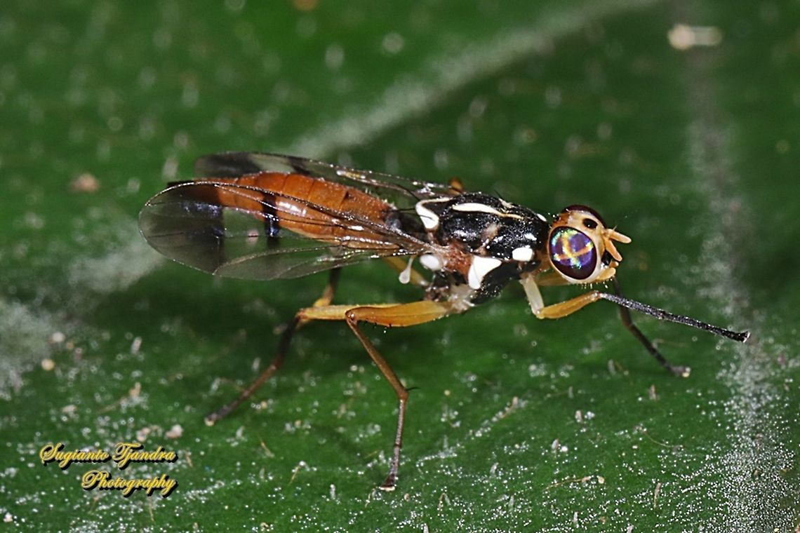 Tephritid fly, Adrama austeni, family Tephritidae  Adrama austeni,Geotagged,Indonesia,Spring
