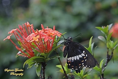 Common Mormon Butterfly, Papilio polytes javanus - female "standing on the Jungle geranium flower, Ixora coccinea"  Common Mormon,Geotagged,Indonesia,Papilio polytes,Spring