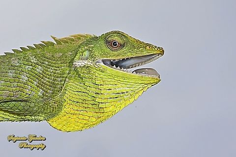 Green Crested Lizard, Bronchocela cristatella, Agamidae  Bronchocela cristatella,Geotagged,Green Crested Lizard,Indonesia,Spring