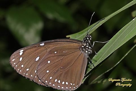 Blue-banded king crow, Euploea eunice eunice  Blue-banded king crow,Euploea eunice,Geotagged,Indonesia,Spring