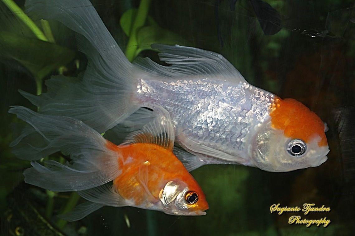 Goldfish, Carassius auratus  Carassius auratus,Geotagged,Goldfish,Indonesia,Summer
