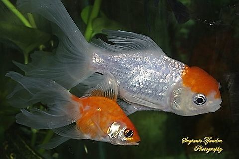 Goldfish, Carassius auratus  Carassius auratus,Geotagged,Goldfish,Indonesia,Summer