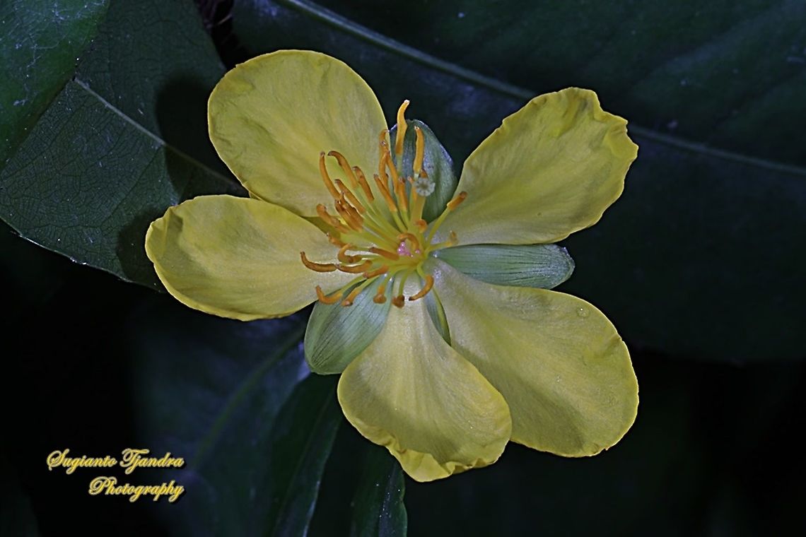 Yellow Mai flower, Ochna integerrima  Fall,Geotagged,Indonesia,Mai Flower,Ochna integerrima
