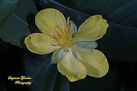Yellow Mai flower, Ochna integerrima  Fall,Geotagged,Indonesia,Mai Flower,Ochna integerrima
