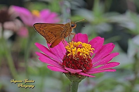 Skipper Butterfly - Yellow Palm Dart, Cephrenes trichopepla "sucking nectar on the Zinnia flower"  Cephrenes trichopepla,Geotagged,Indonesia,Spring,Yellow palm dart