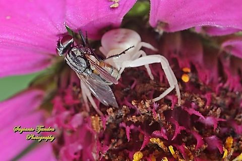 Flower Crab Spider, family Thomisidae w/prey (flesh fly)  Geotagged,Indonesia,Spring