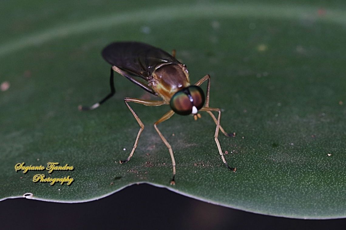Yellow Soldier fly, Ptecticus elongatus, Stratiomyidae  Geotagged,Indonesia,Ptecticus elongatus,Spring