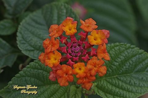 West Indian Lantana, Lantana Camara, Verbenaceae  Common Lantana,Geotagged,Indonesia,Lantana camara,Spring
