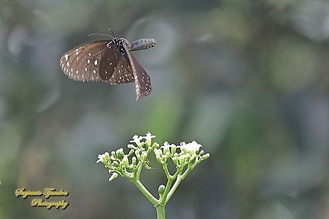 Camaralzeman crow butterfly, Euploea camaralzeman hypanis, family Nymphalidae "flying over the spinach tree flower, Cnidoscolus aconitifolius"  Euploea camaralzeman,Geotagged,Indonesia,Malayan Crow Butterfly,Spring