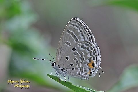 Cycad Blue Butterfly (Chilades pandava pandava)  Chilades pandava,Geotagged,Indonesia,Plains Cupid,Spring