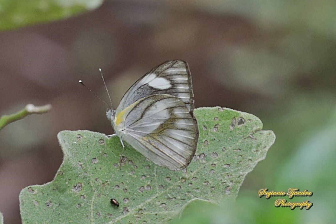 Striped Albatross Butterfly, Appias olferna olferna - female  Appias olferna,Eastern striped albatross,Geotagged,Indonesia,Spring