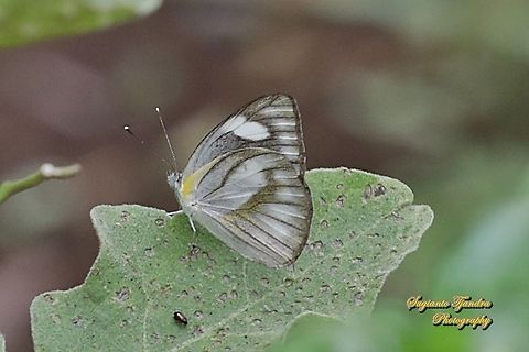 Striped Albatross Butterfly, Appias olferna olferna - female  Appias olferna,Eastern striped albatross,Geotagged,Indonesia,Spring
