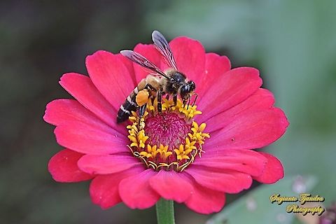 Black giant honey bee, Apis dorsata "sucking nectar on the Zinnia flower"  Apis dorsata,Geotagged,Giant honey bee,Indonesia,Spring