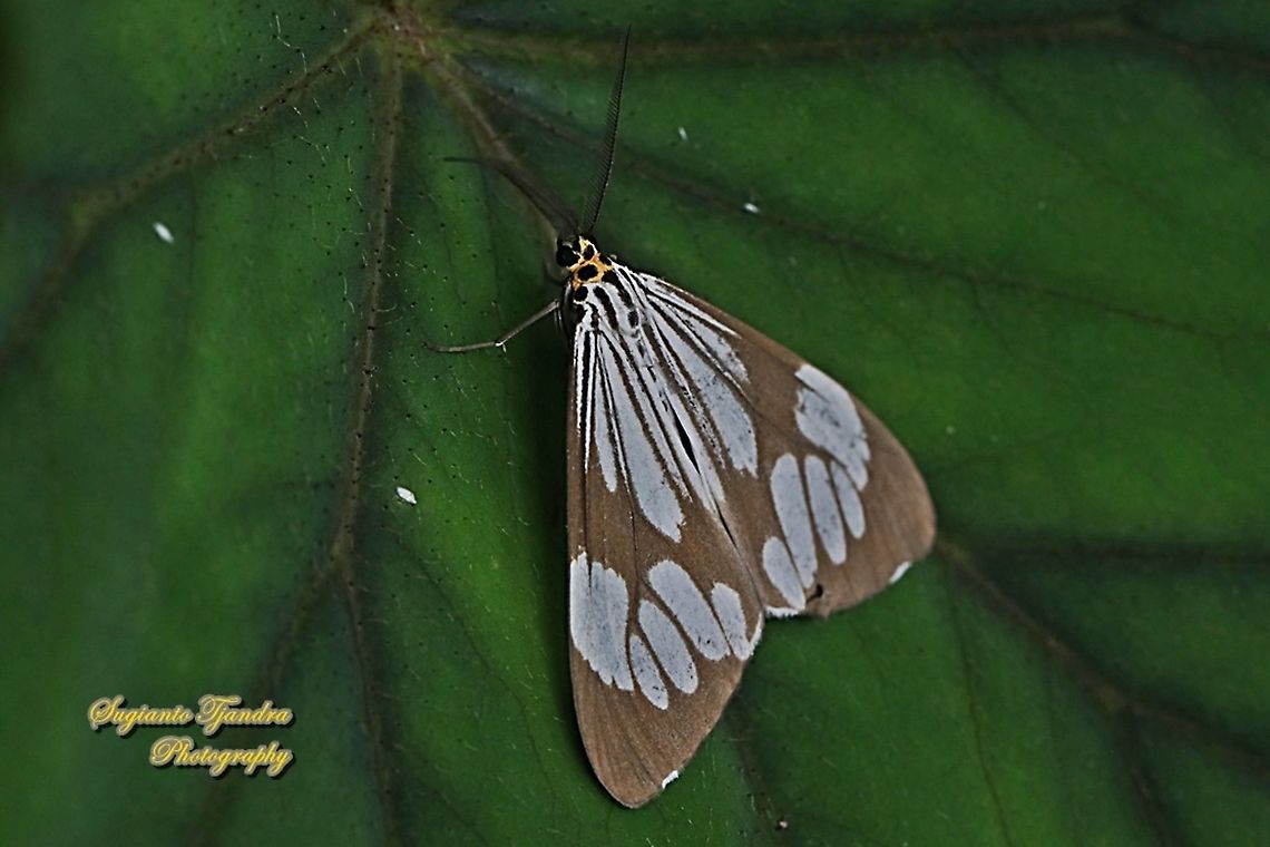 Marbled White Moth/White Tiger Moth, Nyctemera coleta  Geotagged,Indonesia,Marbled White Moth,Nyctemera coleta,Spring