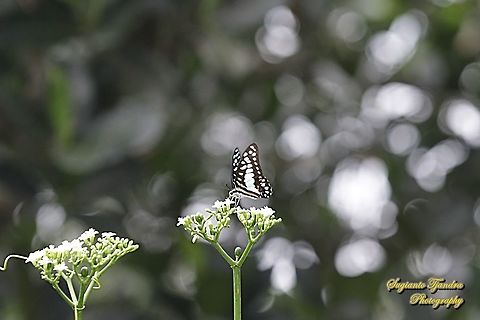 Common Jay (Graphium doson evemonides) "sucking nectar on the spinach tree flower, Cnidoscolus aconitifolius"  Common Jay,Geotagged,Graphium doson,Indonesia,Spring