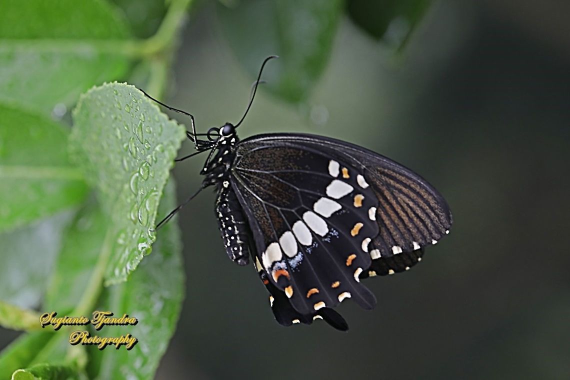 Common Mormon Butterfly, Papilio polytes javanus - female  Common Mormon,Geotagged,Indonesia,Papilio polytes,Spring