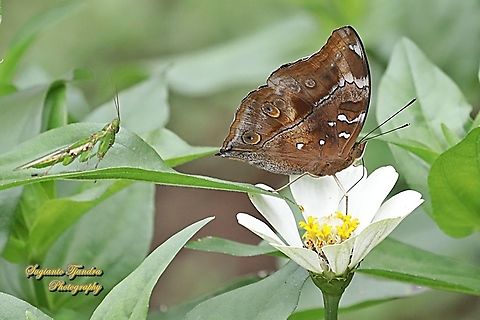 Autumn leaf butterfly, Doleschallia bisaltide "sucking nectar on the Zinnia flower"  - being watched by a predator, a flower mantis, Creobroter Sp.  Autumn leaf,Doleschallia bisaltide,Geotagged,Indonesia,Spring