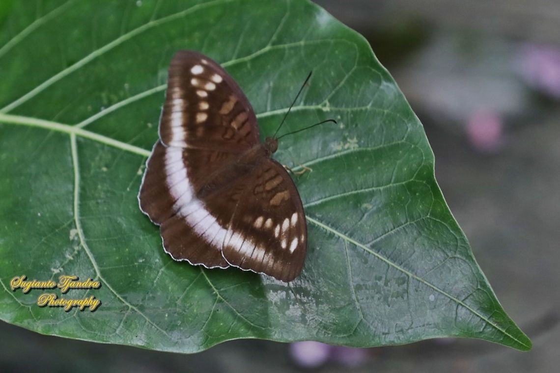 Horsfield's Baron butterfly, Java Tanaecia iapis iapis  Geotagged,Horsfield's Baron,Indonesia,Spring,Tanaecia iapis