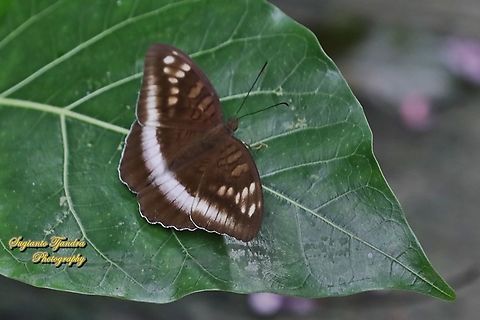 Horsfield's Baron butterfly, Java Tanaecia iapis iapis  Geotagged,Horsfield's Baron,Indonesia,Spring,Tanaecia iapis