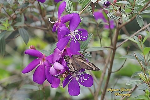 The Chocolate Pansy, Junonia Iphita - upperside "sucking nectar on the Princess Flower, Tibouchina urvilleana (family Melastomataceae)"  Chocolate soldier,Geotagged,Indonesia,Junonia iphita,Spring