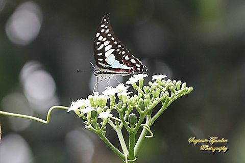 Common Jay (Graphium doson evemonides) "sucking nectar on the spinach tree flower, Cnidoscolus aconitifolius"  Common Jay,Geotagged,Graphium doson,Indonesia,Spring