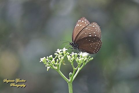 Camaralzeman crow butterfly, Euploea camaralzeman hypanis, family Nymphalidae "sucking nectar on the spinach tree flower, Cnidoscolus aconitifolius"  Euploea camaralzeman,Geotagged,Indonesia,Malayan Crow Butterfly,Spring