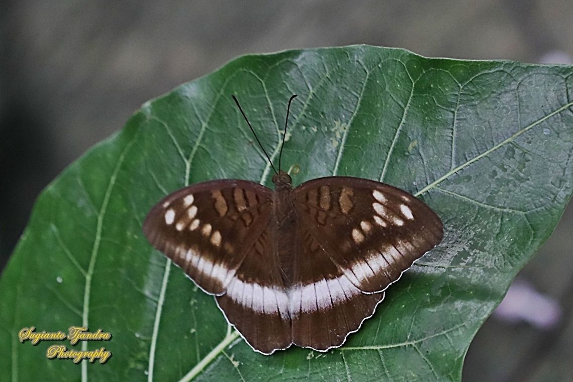 Horsfield's Baron butterfly, Java Tanaecia iapis iapis  Geotagged,Horsfield's Baron,Indonesia,Spring,Tanaecia iapis