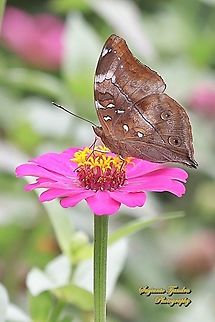 Autumn leaf butterfly, Doleschallia bisaltide "sucking nectar on the Zinnia flower"  Autumn leaf,Doleschallia bisaltide,Geotagged,Indonesia,Spring