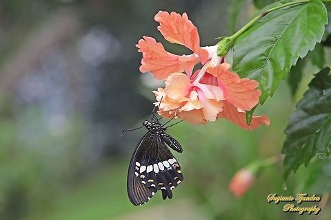 Common Mormon Butterfly, Papilio polytes javanus - female "standing on the Hibiscus flower, Hibiscus rosa-sinensis"  Common Mormon,Geotagged,Indonesia,Papilio polytes,Spring