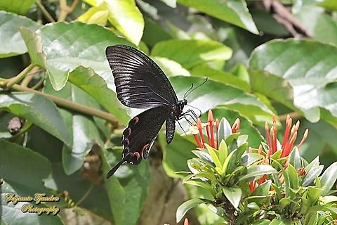 The Jungle Jade, Papilio karna karna, family Papilionidae - lowerside "sucking nectar on the Jungle geranium flower, Ixora coccinea"  Geotagged,Indonesia,Jungle Jade Swallowtail,Papilio karna,Spring