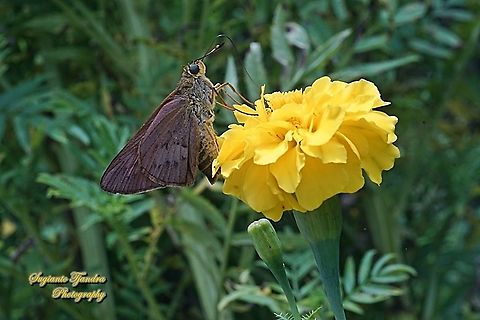 Skipper butterfly, The Plain palm dart, Cephrenes acalle, family Hesperiidae - female "sucking nectar on the Mexican marigold flower, Tagetes erecta"  Cephrenes acalle,Geotagged,Indonesia,Plain palm dart,Summer