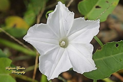 Kangkung flower, water morning glory, Ipomoea aquatica  Geotagged,Indonesia,Ipomoea aquatica,Spring,Water Morning Glory