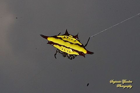Spiny Back Orb Weaver Spider (Gasteracantha diadesmia)  Gasteracantha diadesmia,Geotagged,Indonesia,Spring
