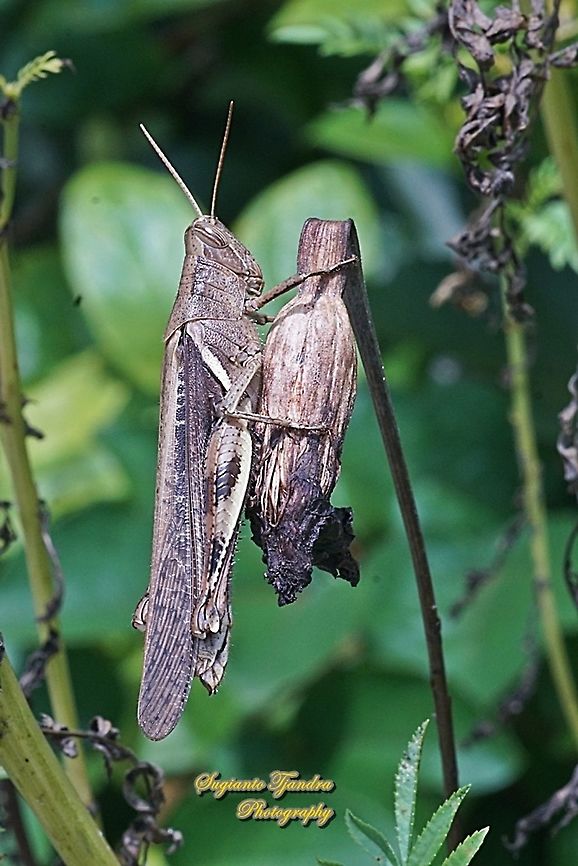 Javanese Grasshopper, Valanga nigricornis, Acrididae  Geotagged,Indonesia,Javanese grasshopper,Summer,Valanga nigricornis