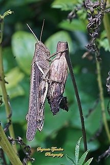 Javanese Grasshopper, Valanga nigricornis, Acrididae  Geotagged,Indonesia,Javanese grasshopper,Summer,Valanga nigricornis
