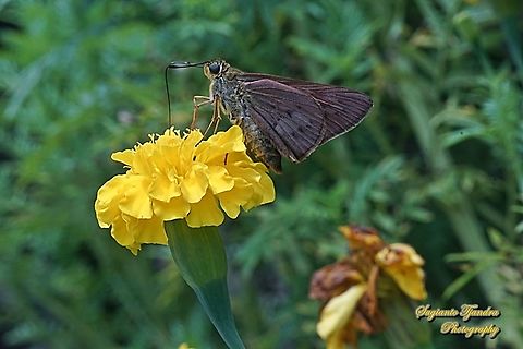 Skipper butterfly, The Plain palm dart, Cephrenes acalle, family Hesperiidae - female "sucking nectar on the Mexican marigold flower, Tagetes erecta"  Cephrenes acalle,Geotagged,Indonesia,Plain palm dart,Summer