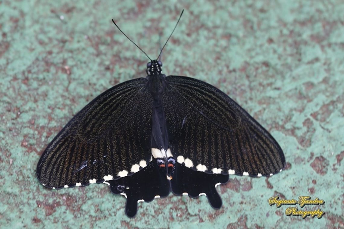 Common Mormon Butterfly, Papilio polytes javanus - female "upperside"  Common Mormon,Papilio polytes