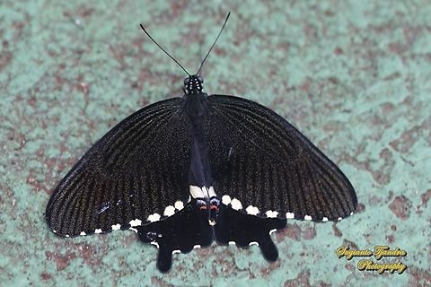 Common Mormon Butterfly, Papilio polytes javanus - female "upperside"  Common Mormon,Papilio polytes