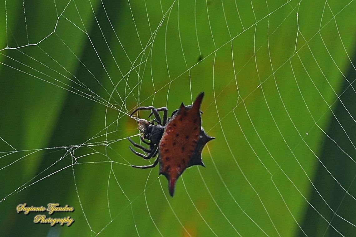Parallel-spined Spiny orb-weaver spider, Gasteracantha diardi w/prey  Gasteracantha diardi,Geotagged,Indonesia,Parallel-spined Spiny Orbweaver,Summer