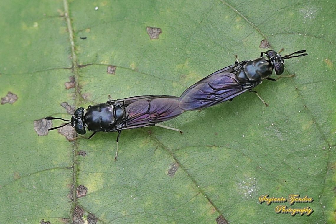Black Soldier Fly, Hermetia illucens "mating"  Geotagged,Hermetia illucens,Indonesia,Spring