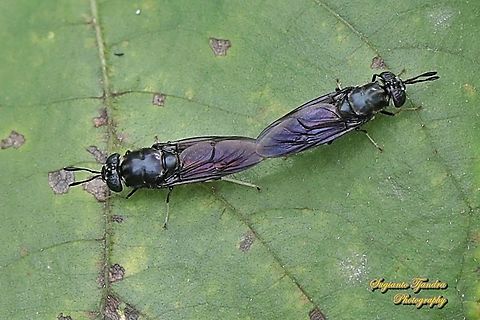 Black Soldier Fly, Hermetia illucens "mating"  Geotagged,Hermetia illucens,Indonesia,Spring