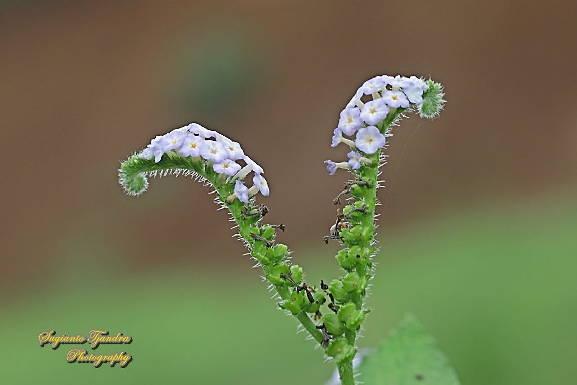 Sangketan (Indian Heliotrope), Heliotropium indicum  Geotagged,Heliotropium indicum,Indian heliotrope,Indonesia,Spring