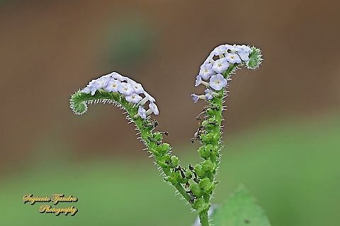 Sangketan (Indian Heliotrope), Heliotropium indicum  Geotagged,Heliotropium indicum,Indian heliotrope,Indonesia,Spring