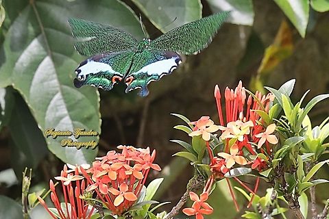 The Jungle Jade, Papilio karna karna, family Papilionidae - lowerside "flying over the Jungle geranium flower, Ixora coccinea"  Geotagged,Indonesia,Jungle Jade Swallowtail,Papilio karna,Spring