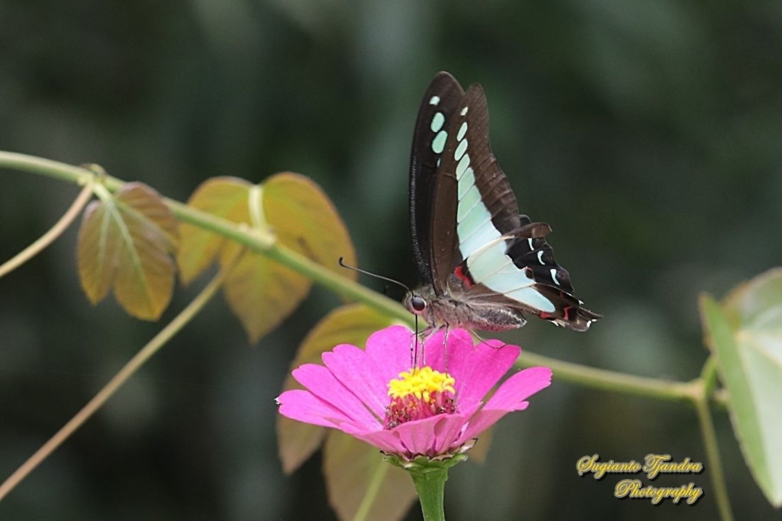 Common Bluebottle (Graphium sarpedon luctatius) "sucking nectar on the Zinnia flower"  Common Bluebottle,Geotagged,Graphium sarpedon,Indonesia,Spring